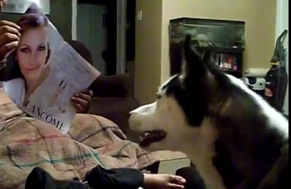 A Dog Looked at a Picture of Julia Roberts and Ran Out of the Room [VIDEO]