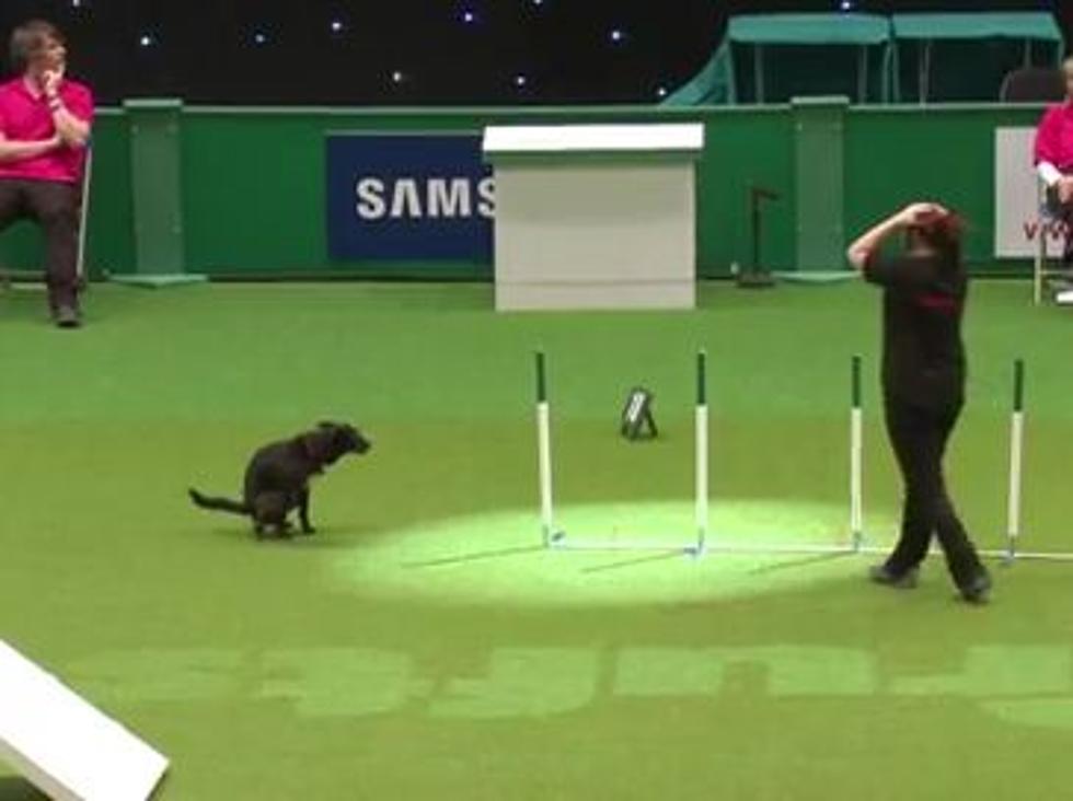 A Dog Was Going Through an Obstacle Course at the Crufts Dog Show When Nature Called [VIDEO]