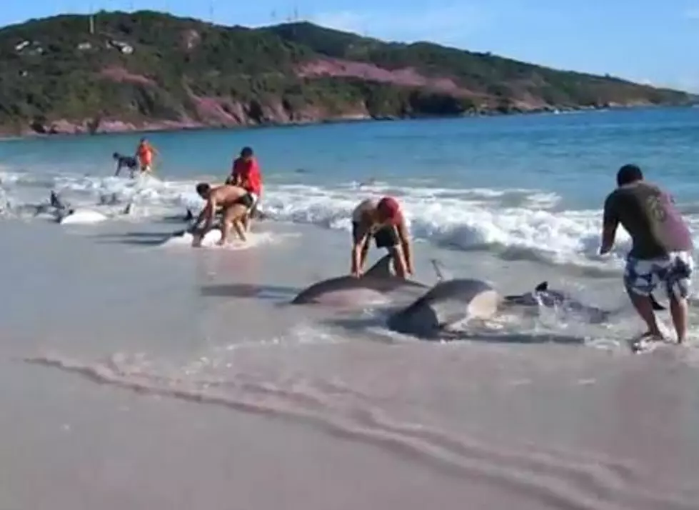 A Pod of Dolphins Beached Themselves in Brazil and the People on the Beach Saved Every Single One of Them [VIDEO]