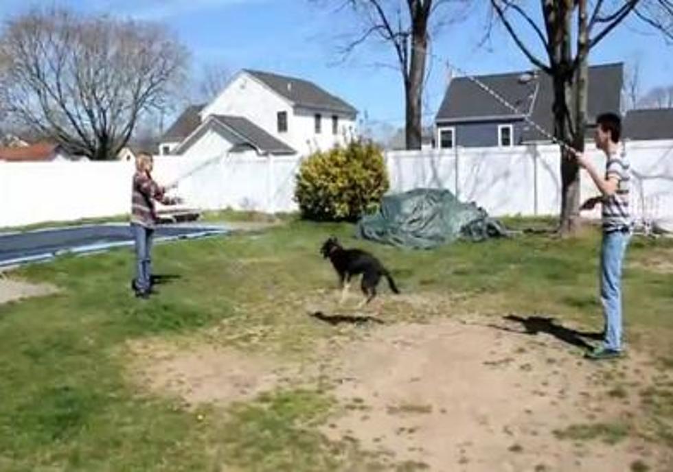 Someone Taught Their Dog How to Jump Rope and It’s Really Good at It! [VIDEO]