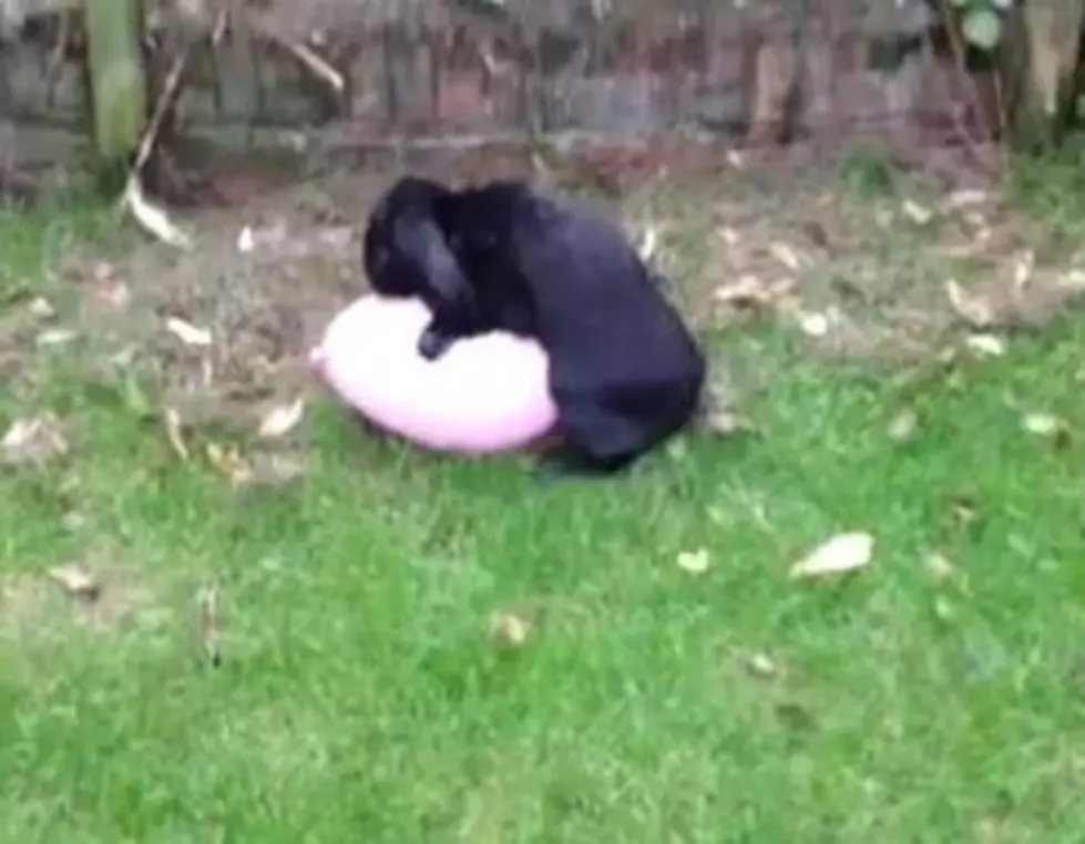And Now…Watch a Rabbit Have Its Way with a Pink Balloon