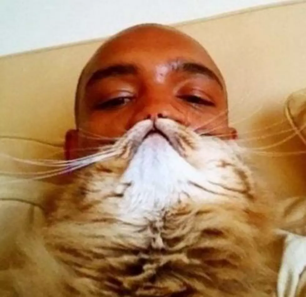 Stupid New Trend Alert: Make a “Cat Beard” By Holding Your Cat Up to the Bottom of Your Face