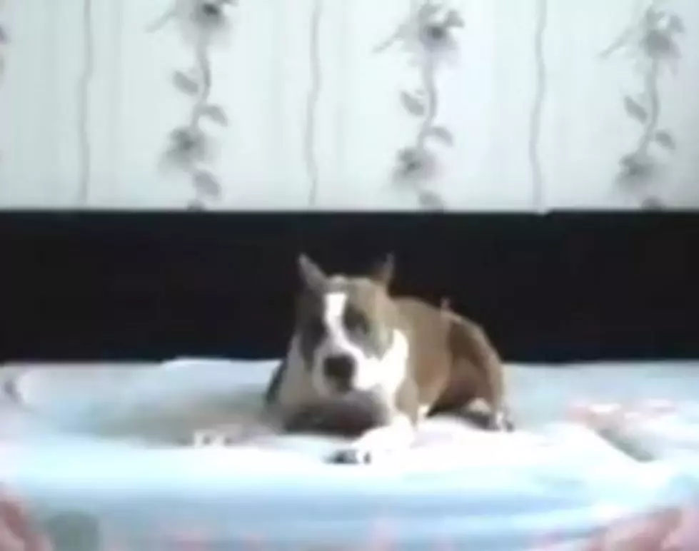 A Dog Jumps Up on a Bed and Goes Nuts While His Owner Isn’t Home