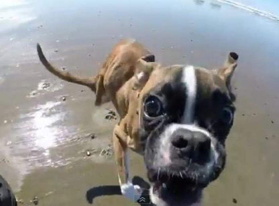 Check Out How Fast This Two-Legged Dog Can Run