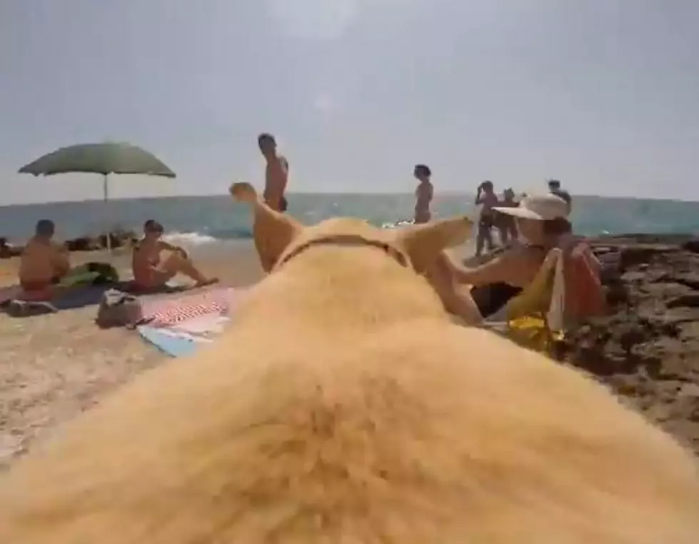 GoPro Footage of a Dog Sprinting to the Ocean and Jumping In [VIDEO]