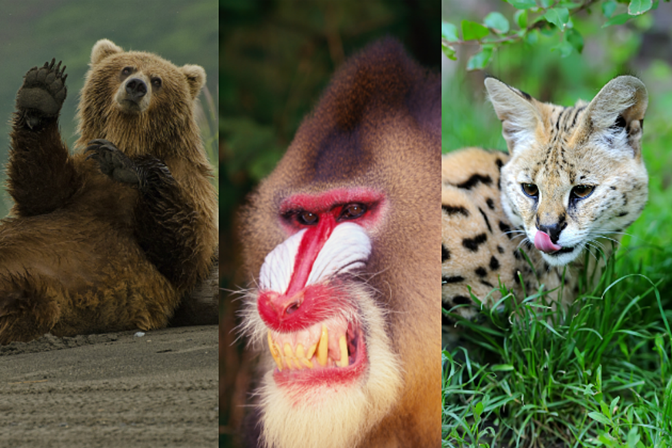 19 Exotic Animals Banned as Pets by the State of Texas