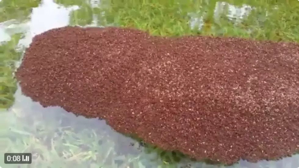 If You’re Heading to Houston to Help With Harvey, Watch Out for Floating Mountains of Fire Ants [VIDEO]