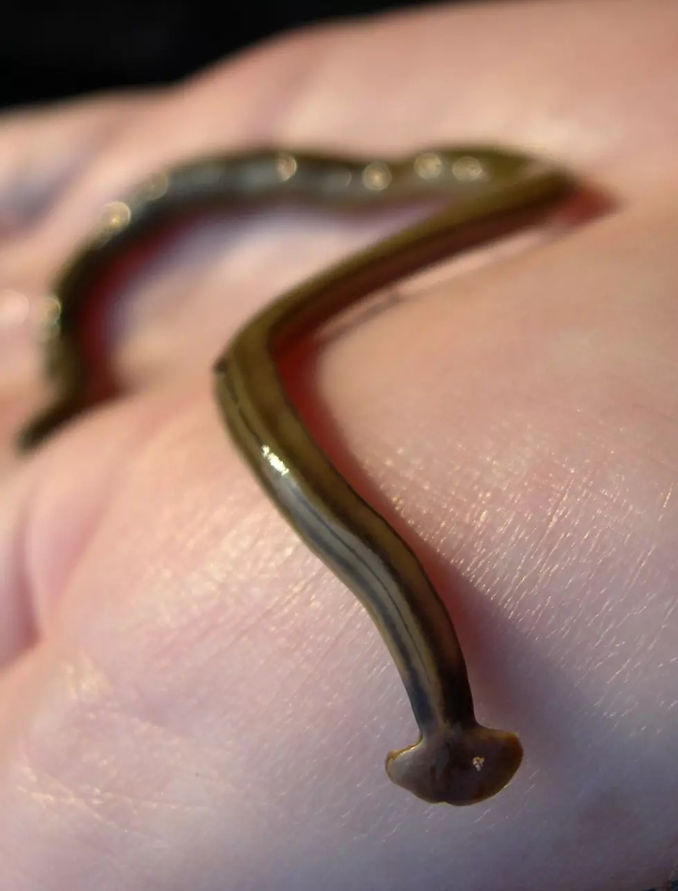How Long Before Mutant Killer Earthworms Arrive in Lubbock?