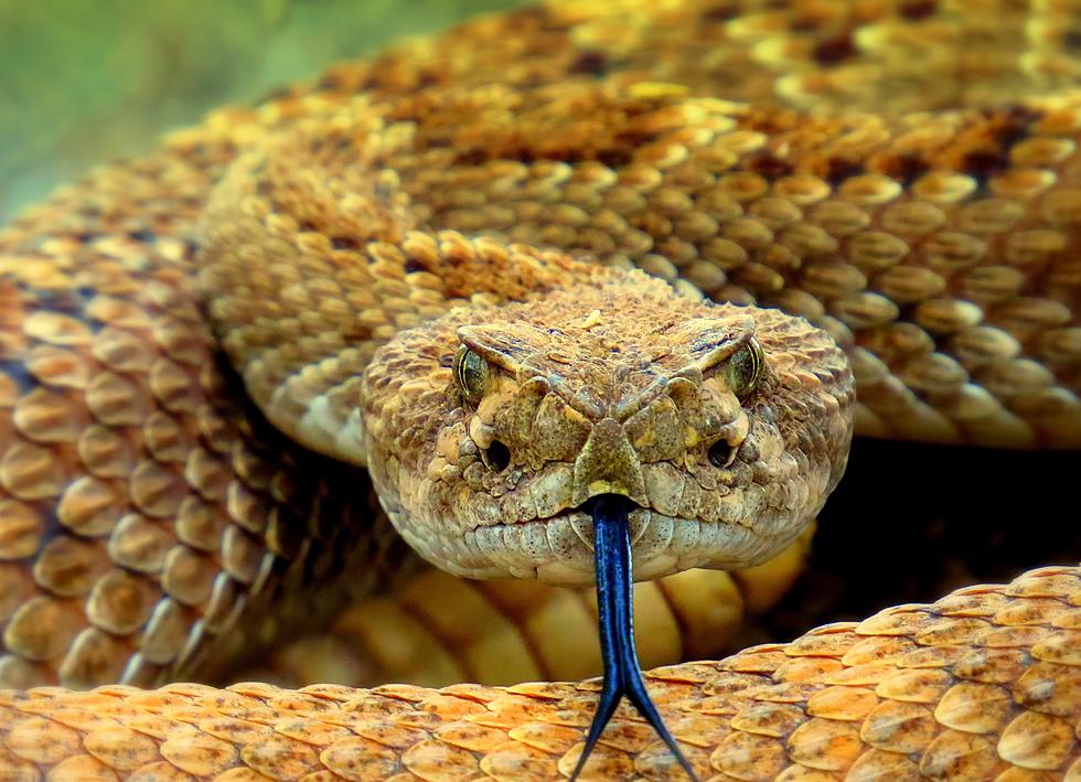Texas Rattlesnakes Could Be Hiding In Popular Pool Toys