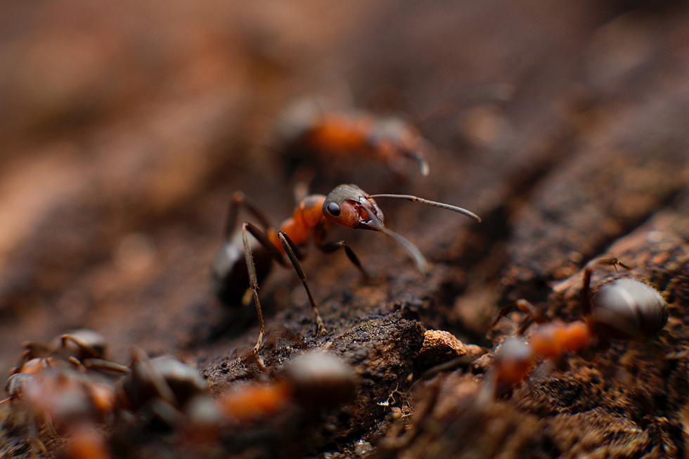 How Can Lubbock Survive an Attack From an Evil Horde of Invading Fire Ants?