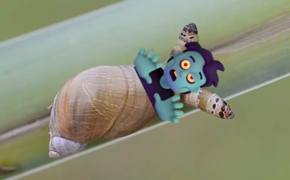 Has Texas Ever Seen Anything as Horrifying as These Zombie Snails?