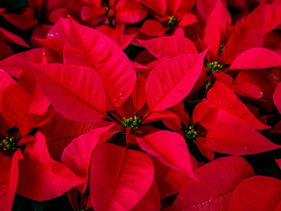 Brighten Up Your Holidays And Win A Free Poinsettia From House Of Flowers