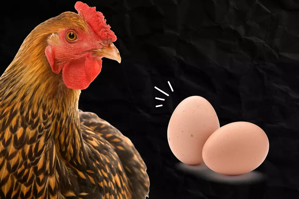 10 Things You Never Want to Feed Your Chicken Flock
