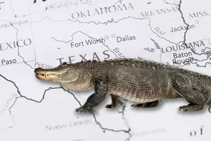 It's Raining Alligators in Texas! 