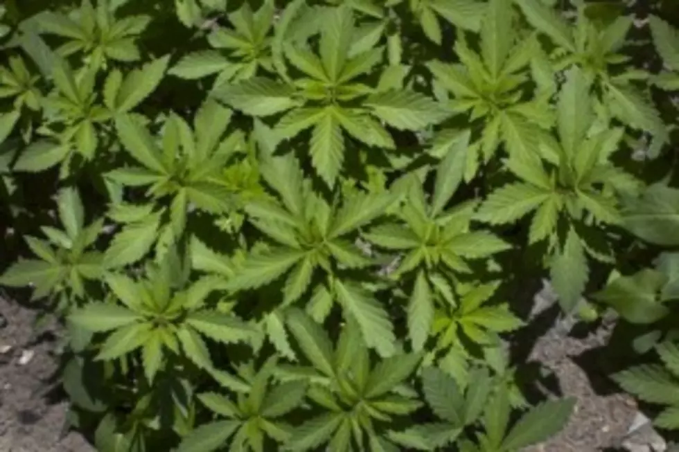 Legalization Of Marijuana Proposed In Washington State