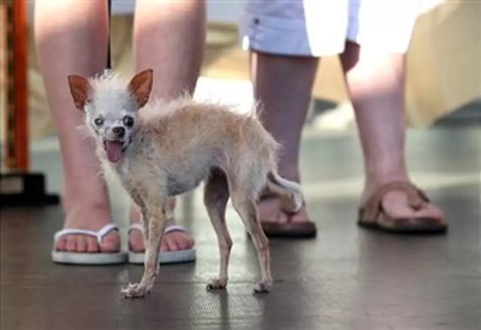 A Dog Named Yoda Is One Ugly Dog [VIDEO]