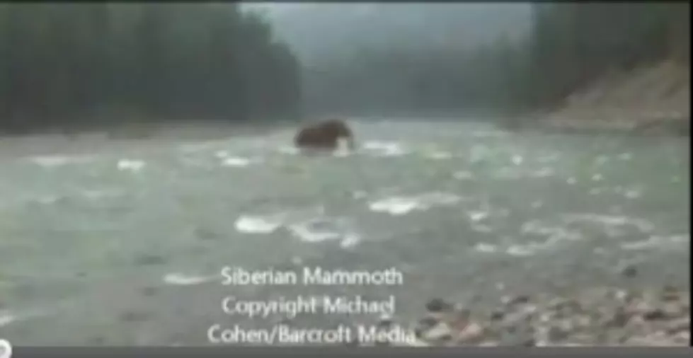 Woolly Mammoth Video a Hoax