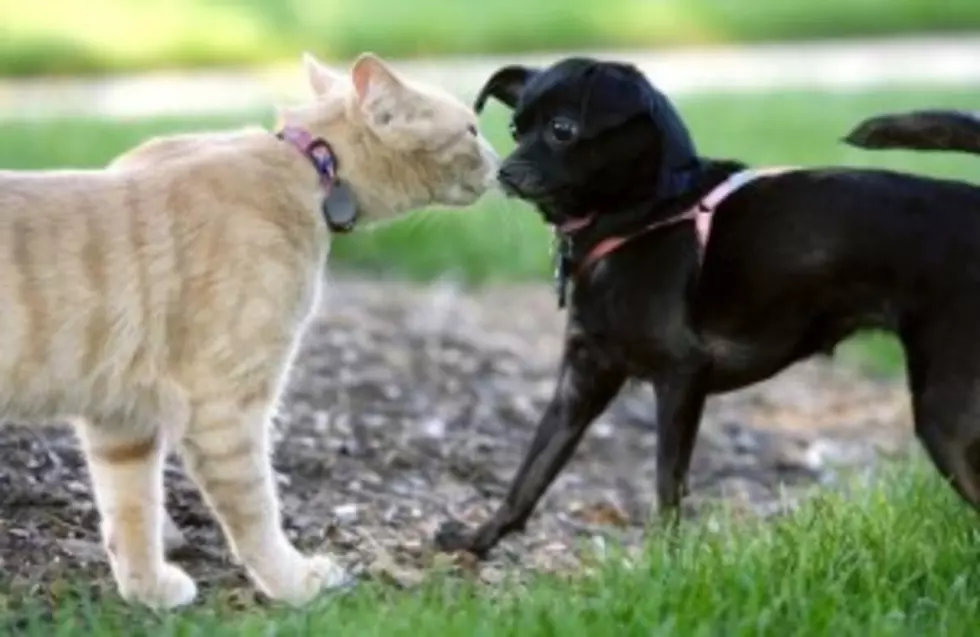 Proof of Love between Cats and Dog, er, Puppy [VIDEO]