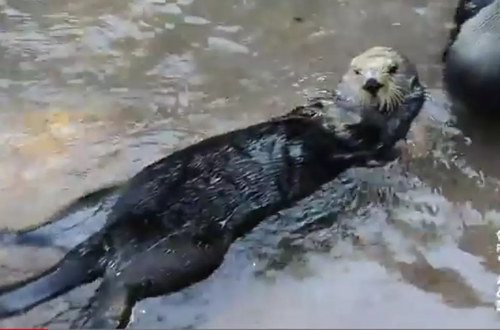 Nellie the Sea Otter Shows Off By Stacking Cups [VIDEO]