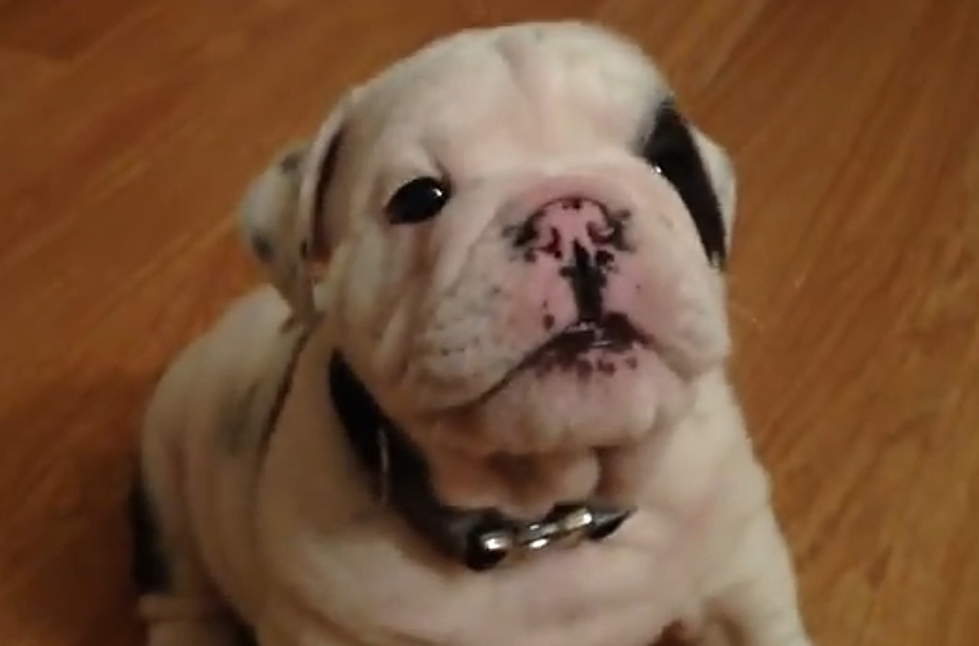 Bentley the Fussy Bulldog is BY FAR the Cutest Puppy You&#8217;ll See All Year! [VIDEO]