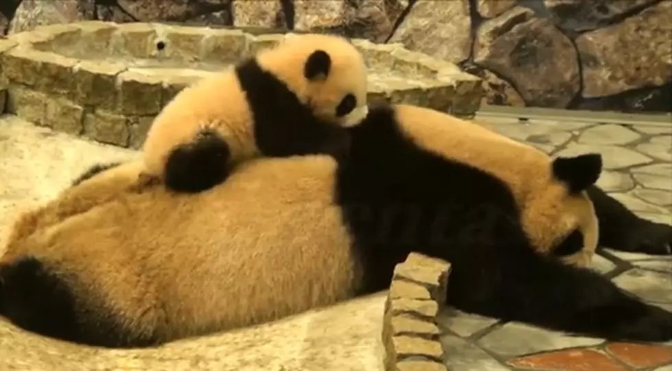 This Cute Baby Panda Is Doing Whatever It Takes To Get Mom&#8217;s Attention [VIDEO]