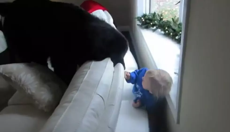 Watch a Cute Dog and a Cuter Kid Play Hide-and-Seek