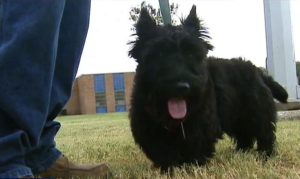 Texas Grandfather Attacked, Then Led Home by His Scottish Terrier