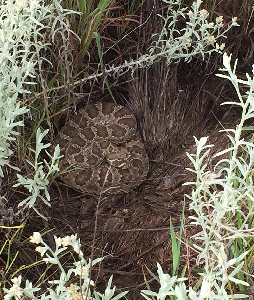 Increase in Rattlesnakes in the Lubbock County Area Frightens Residents