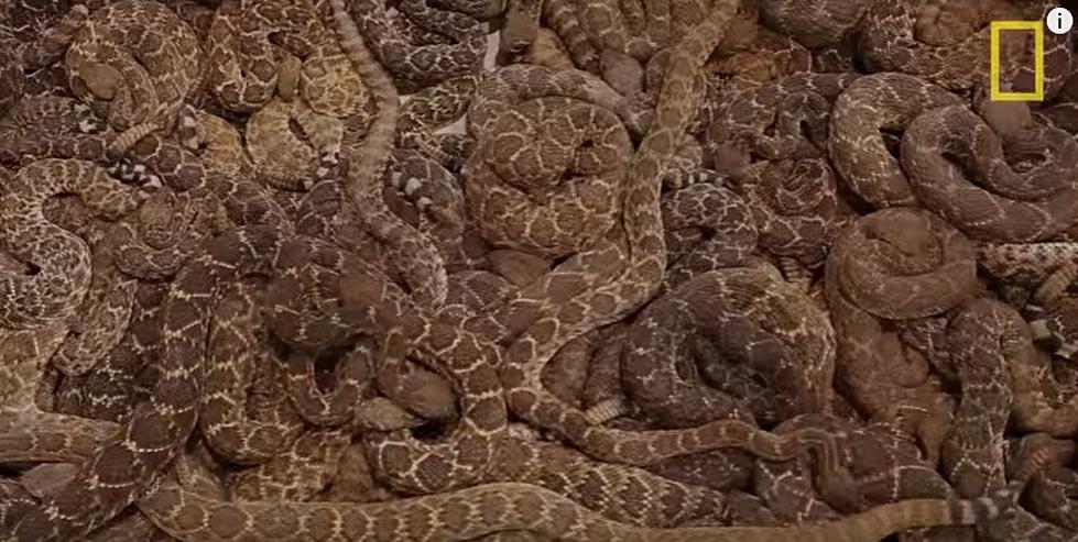 World’s Largest Rattlesnake Roundup Returns to West Texas in March