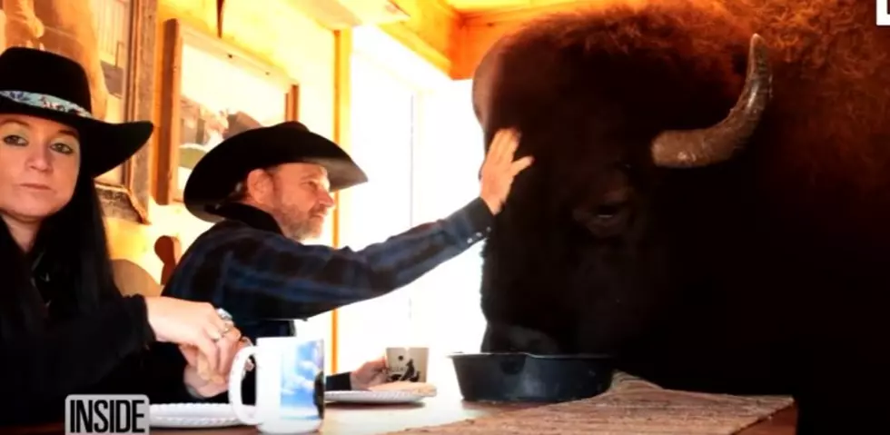 Amazing Buffalo Is a House Pet In This Texas Home
