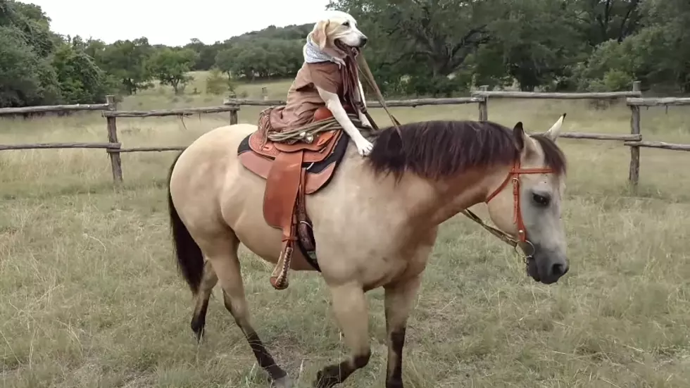 Somewhere in Texas, a Dog Rides a Horse [Watch]