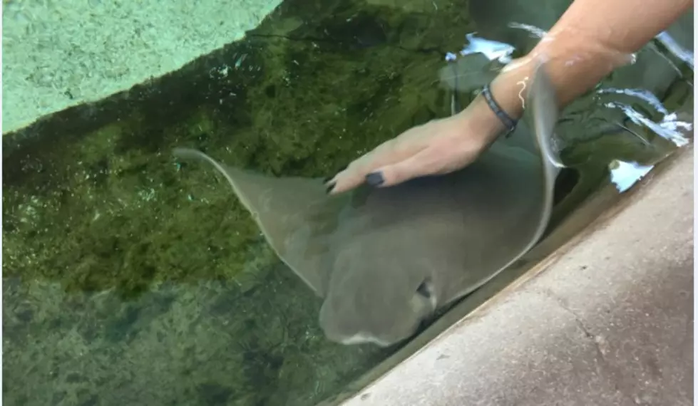 Pet Fest Brings A Live Stingray Encounter And More To Lubbock Saturday