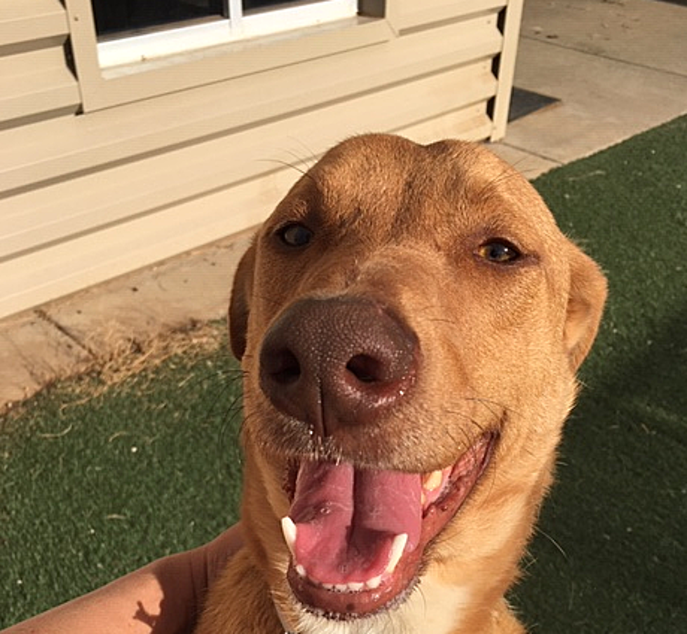 Meet Luna, Your Awesome Adoptable Dog of the Week