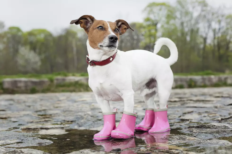 What to Do If Your Dog Won’t Go Out in the Rain
