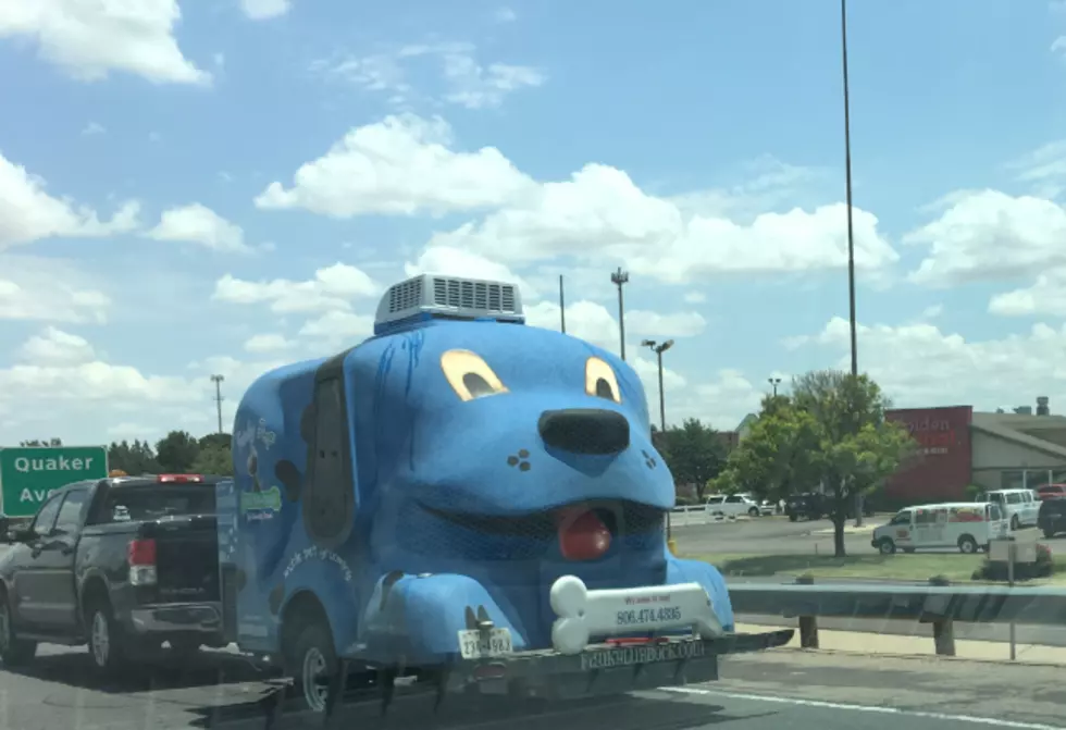 Spotted On The Loop! Have You Seen This Funky Pup Around Town?