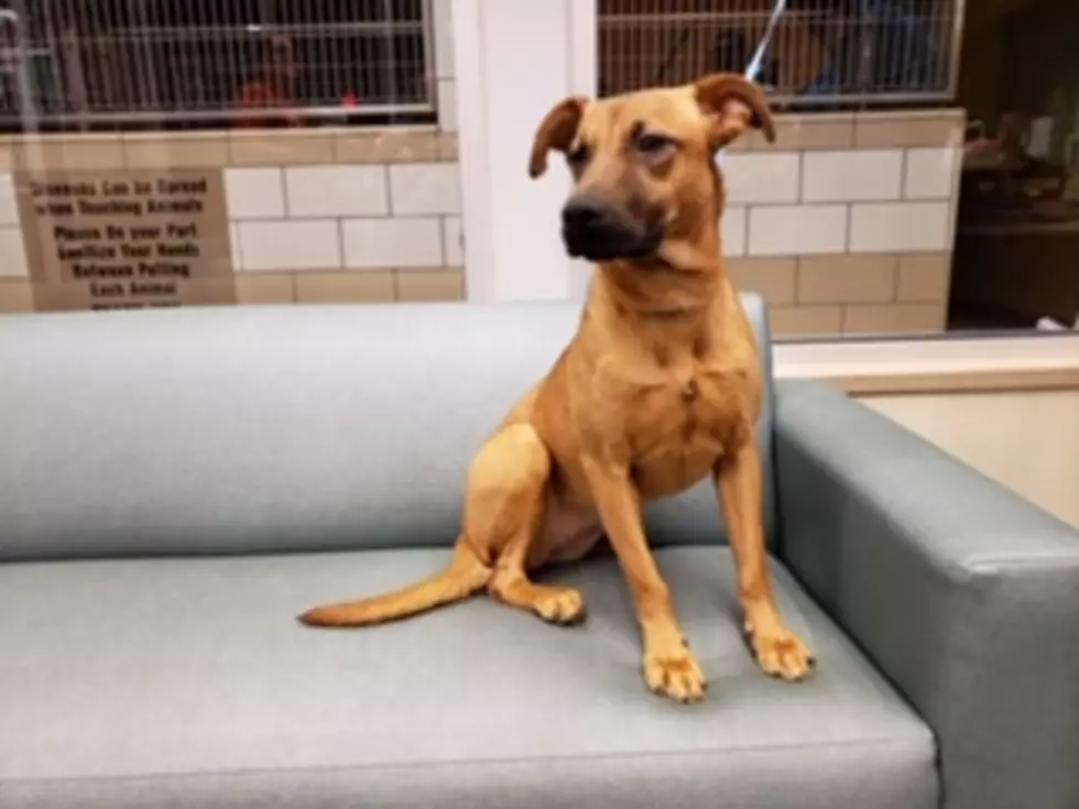 Meet Ladie, Your Awesome Adoptable Dog of The Week