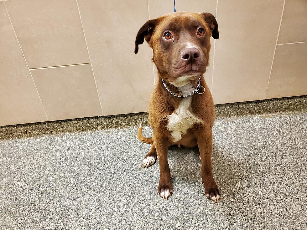 Meet Parker, Your Awesome Adoptable Dog of the Week