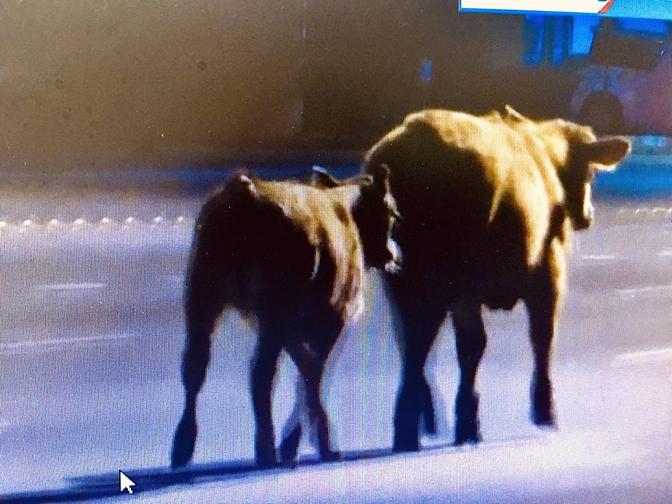 Two Cows On the Loose on 82nd Street in Lubbock