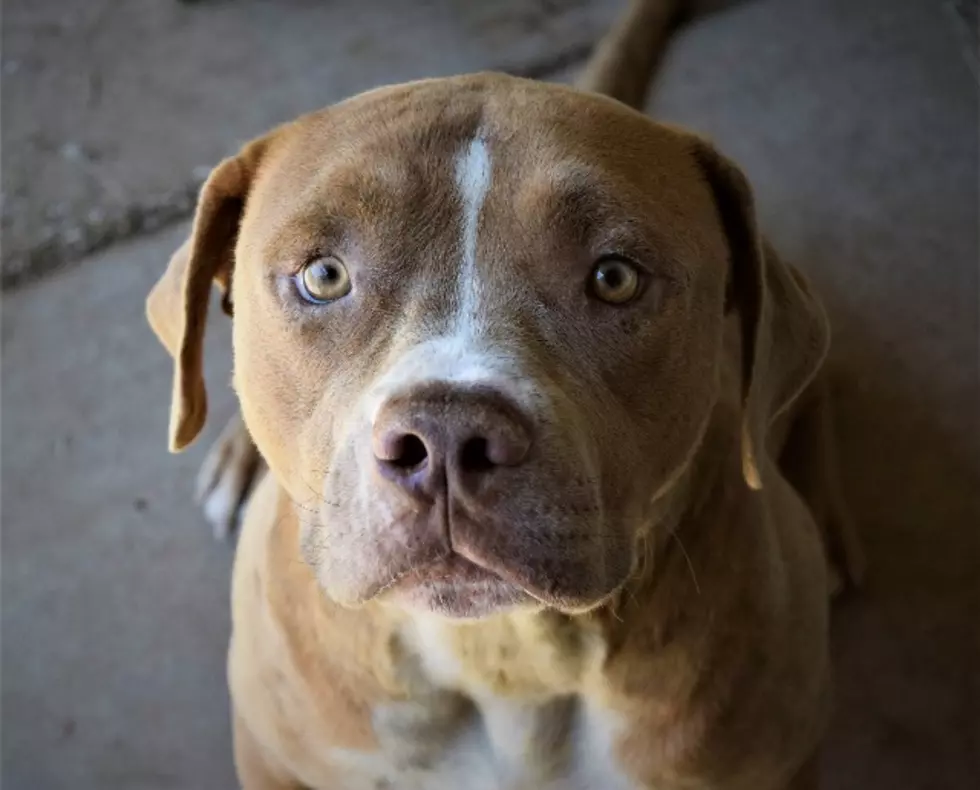 Meet Franklin, Your Awesome Adoptable Dog of the Week