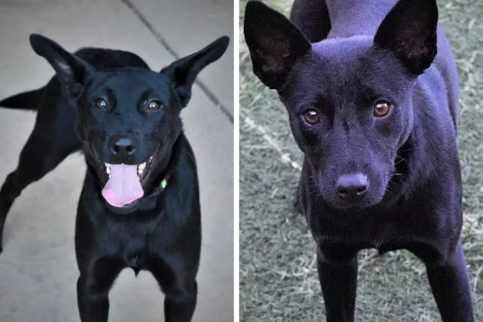 Meet Anna & Dinah, Your Awesome Adoptable Dogs of the Week