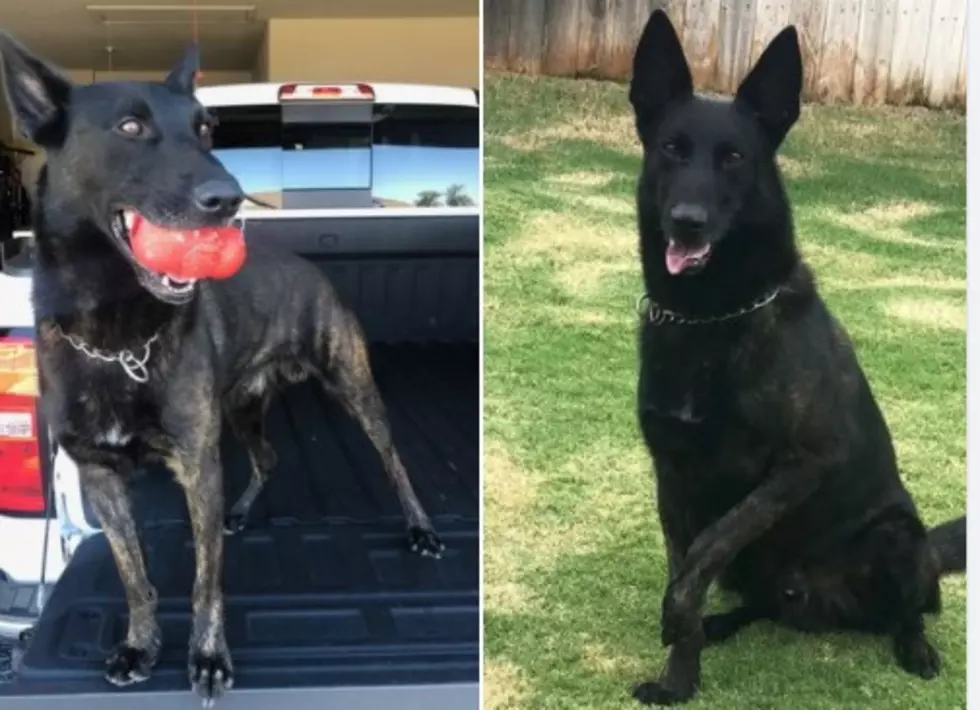 Heroic Lubbock Police Department K-9 Max Retires on National Dog Day