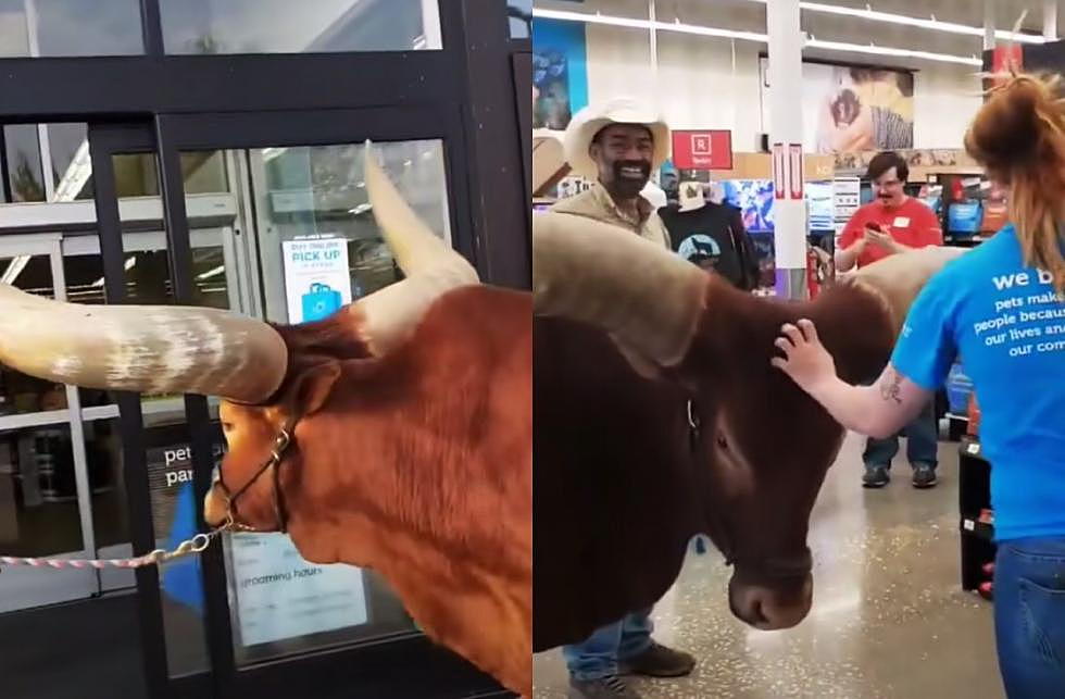 Only in Texas: Rancher Brings Steer into Petco [Video]