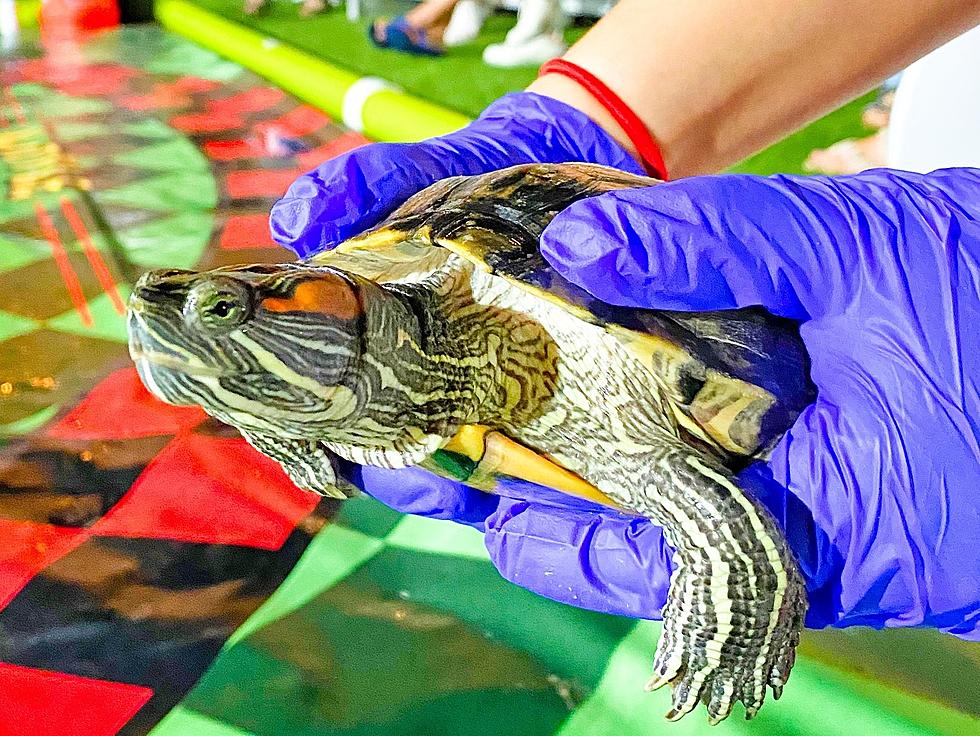 Lubbock Turtle Racing Is Back, Here’s What We Know