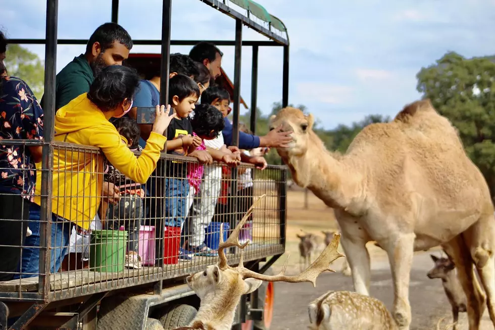 These Awesome Interactive Zoos Are A Short Drive From Lubbock