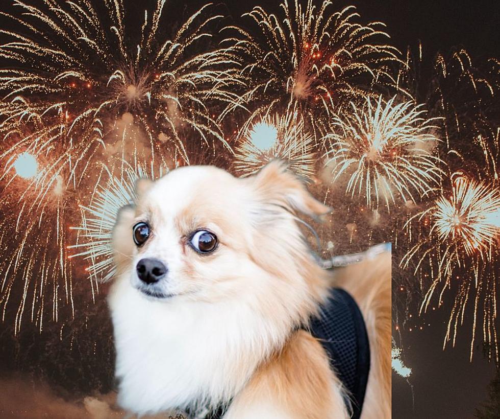 Things Pet Owners In Texas Need To Know For July 4th Weekend