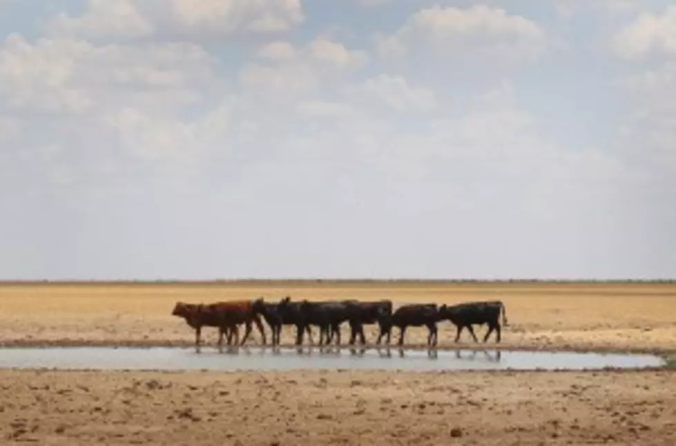 Tech Researcher Says Ranchers Should Plan Ahead to Save Drought-Stricken Range Land