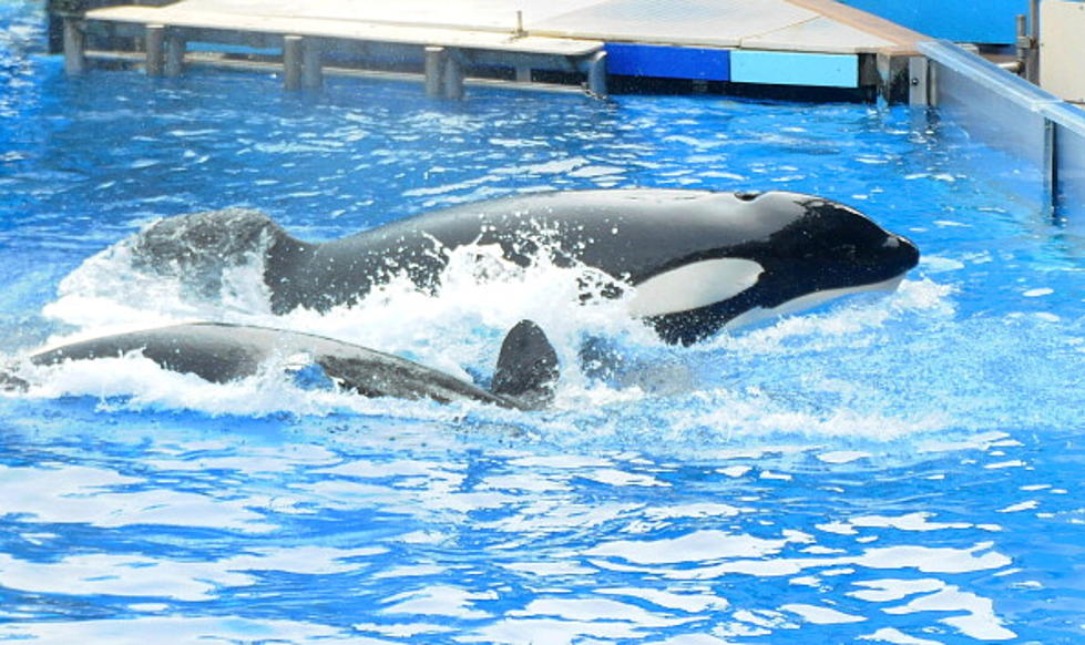 PETA Suing SeaWorld for “Enslaving” Killer Whales