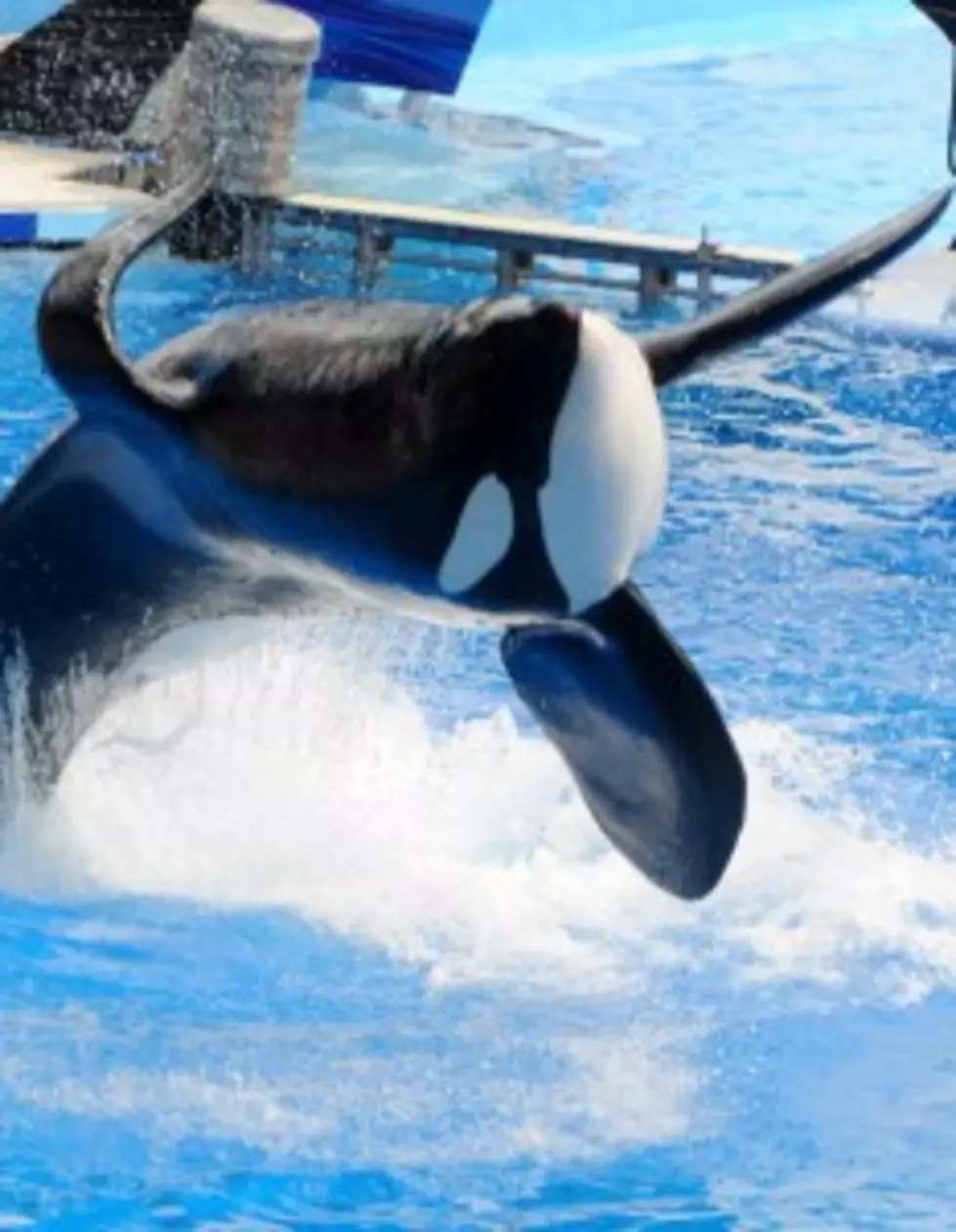 PETA Suing SeaWorld for &#8220;Enslaving&#8221; Killer Whales