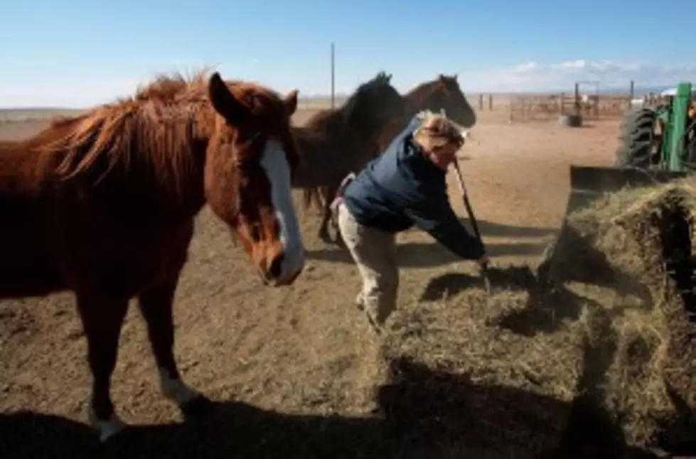 ASPCA &#8220;Hay-Bale Out&#8221; Gives Relief to Some Horse Owners in Texas and Oklahoma
