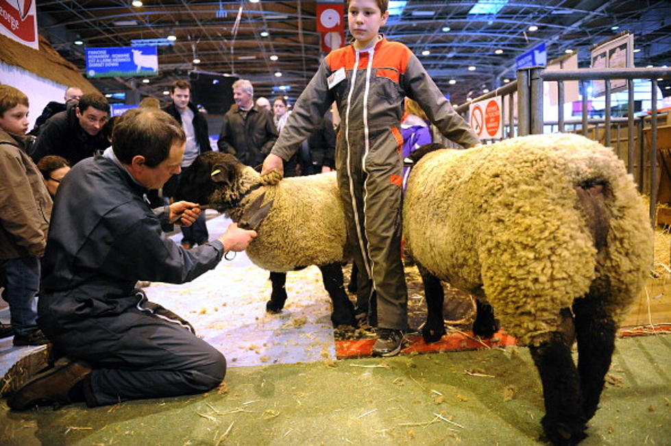 Texas Tech Wool Judging Team Places First at Houston Livestock Show